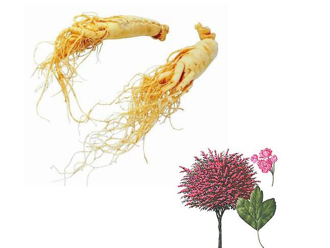 Ginseng and hawthorn increase potency