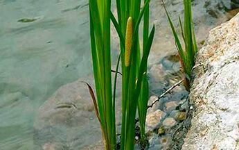 Calamus marsh, whose roots are used to increase male potency