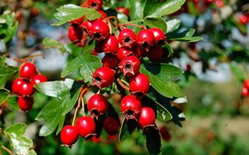 Hawthorn may boost libido in men, but may lower blood pressure