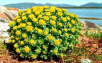Rhodiola rosea is used to prepare potency-enhancing decoctions and tinctures