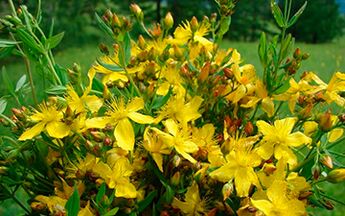 St. John's wort is an effective natural aphrodisiac and antidepressant