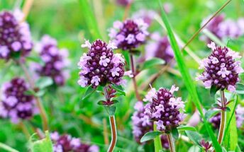 Thyme is useful for potency, but there are contraindications to its use
